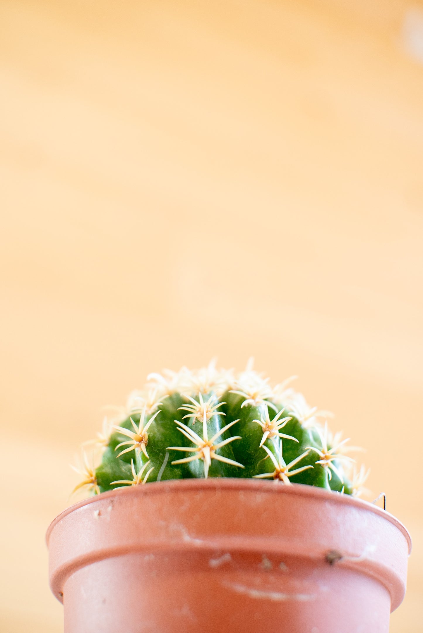 Echinocactus grusonii