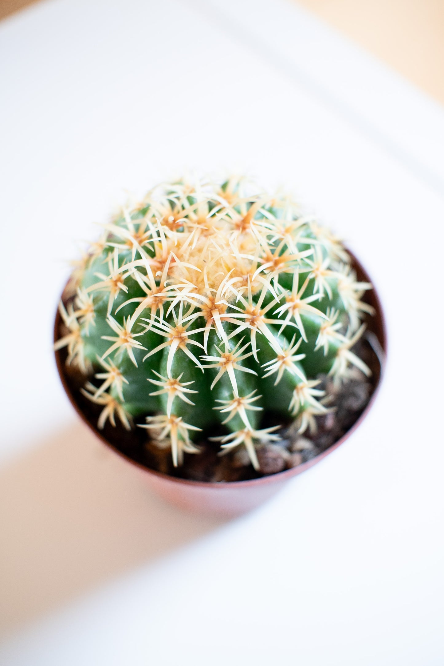 Echinocactus grusonii
