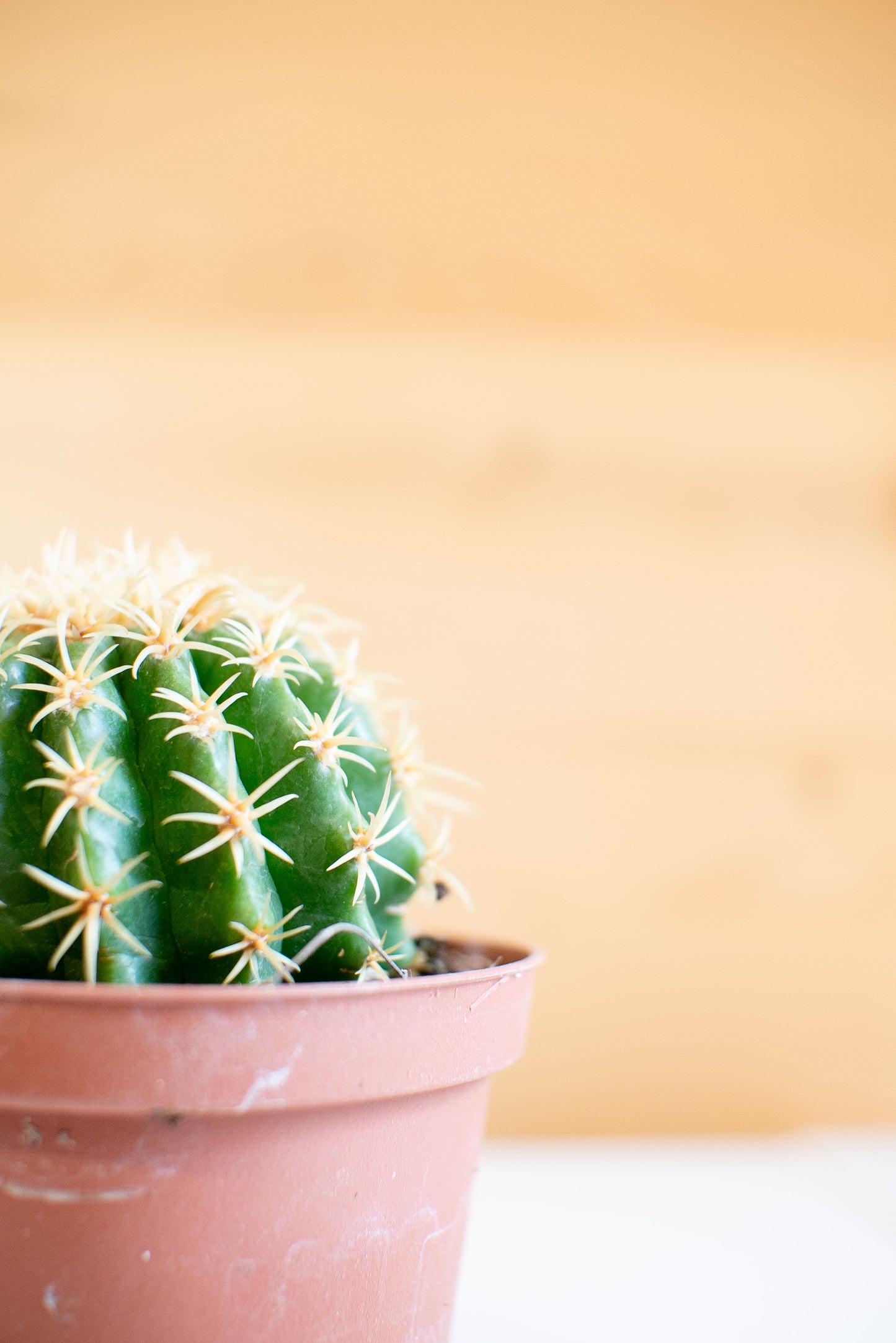 Echinocactus grusonii