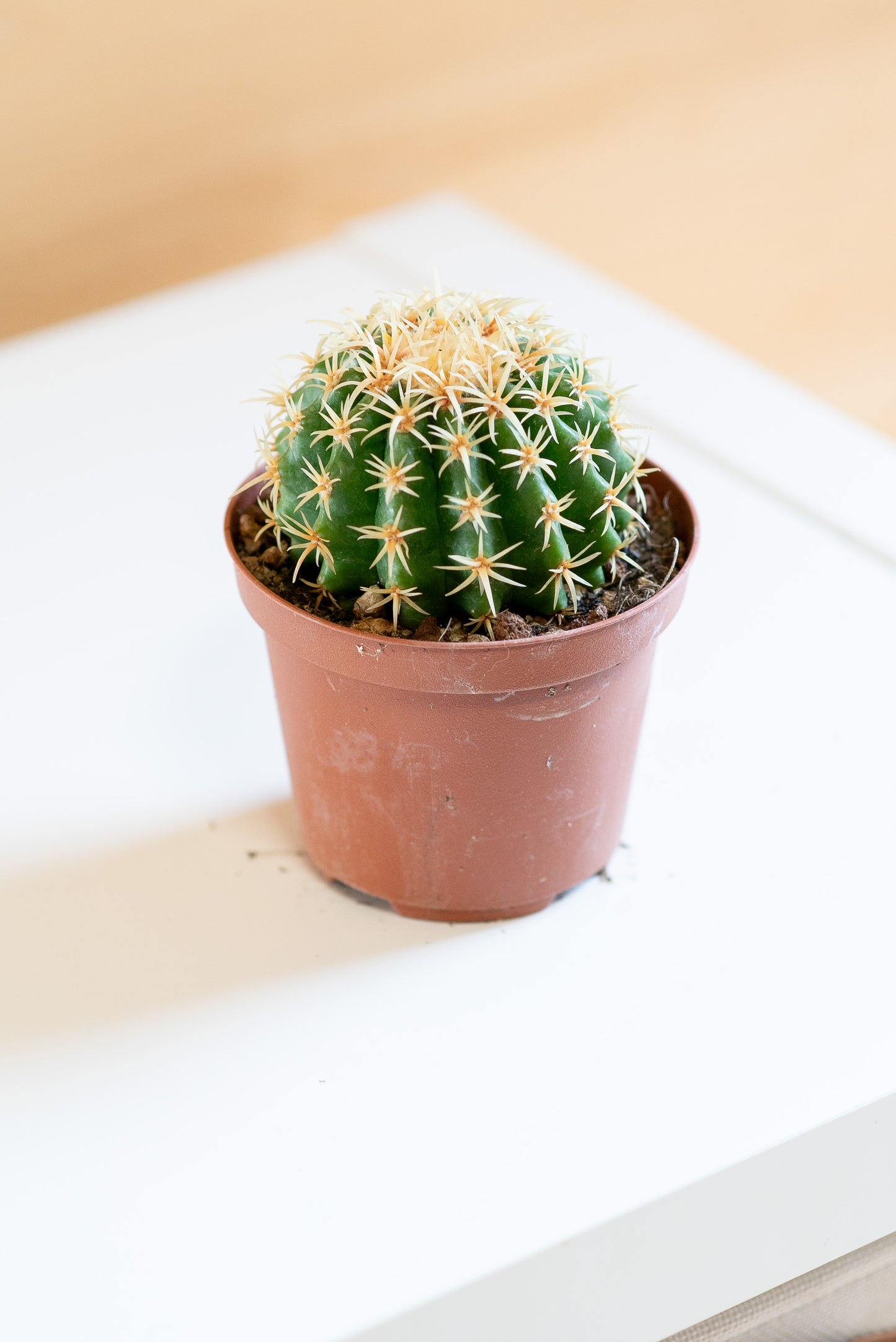 Echinocactus grusonii