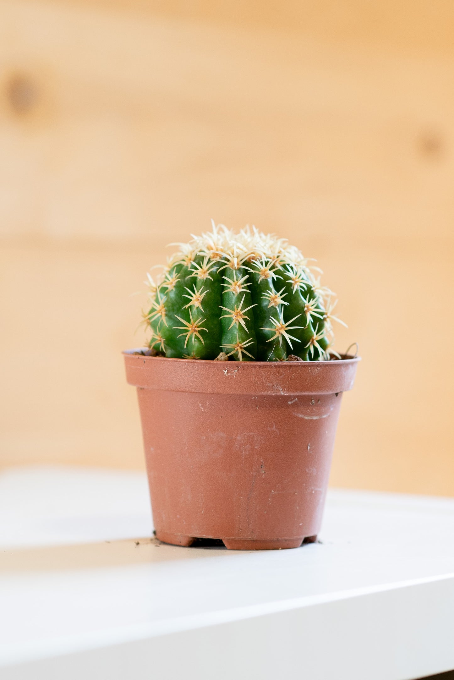 Echinocactus grusonii