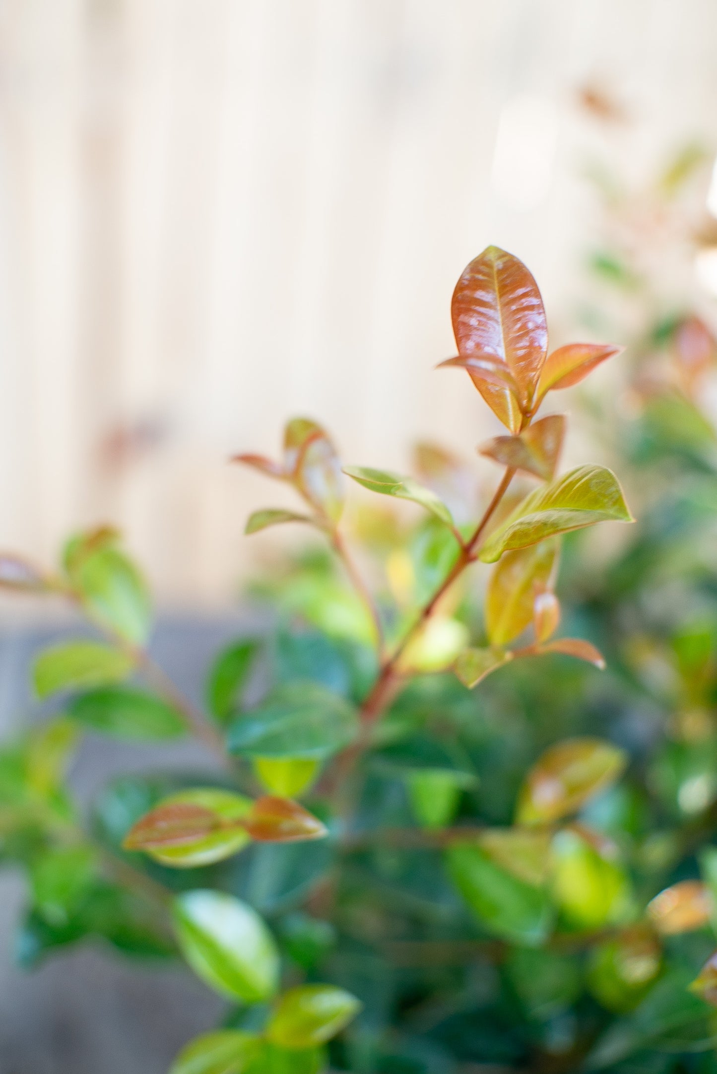 Eugenia Myrtifolia