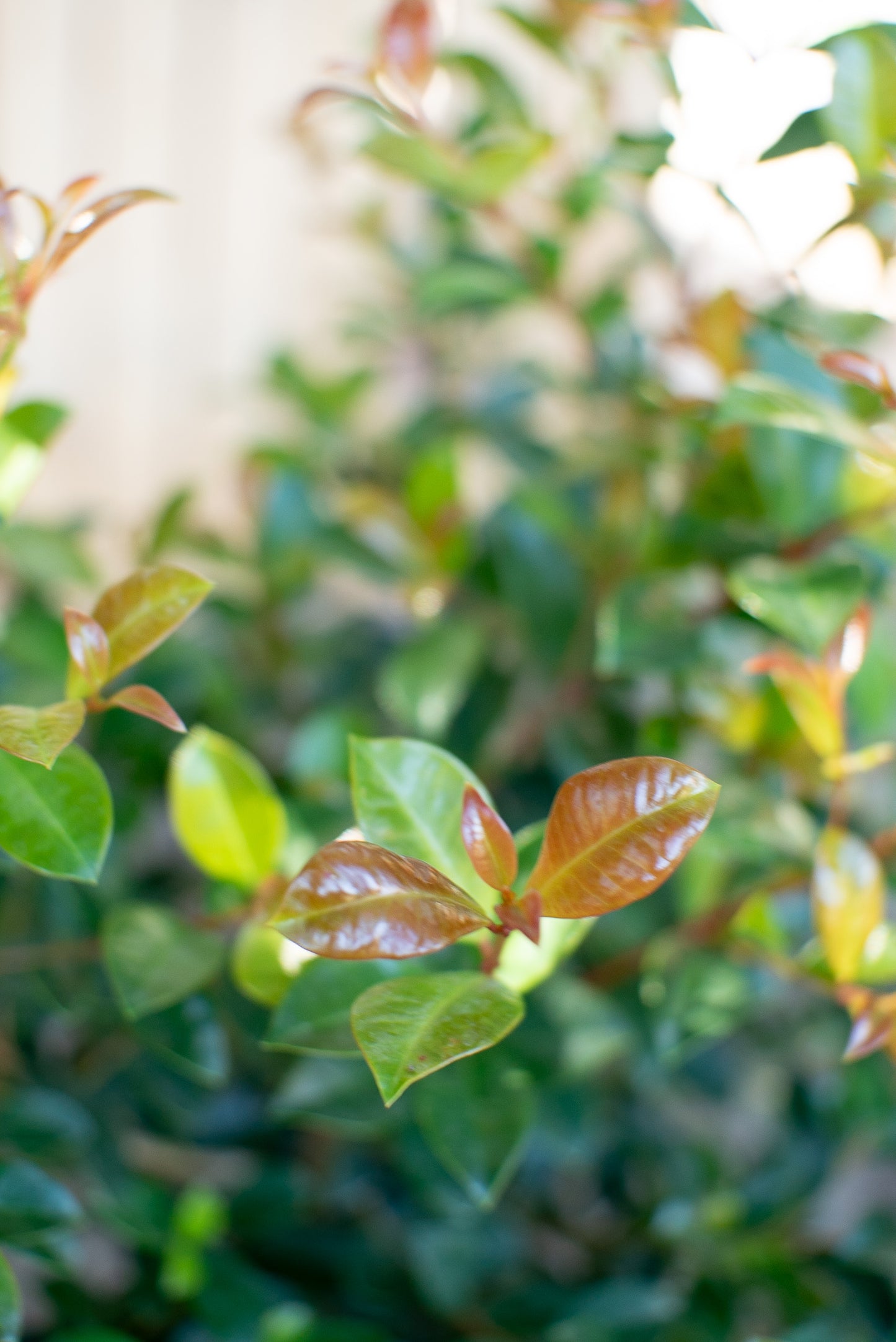 Eugenia Myrtifolia