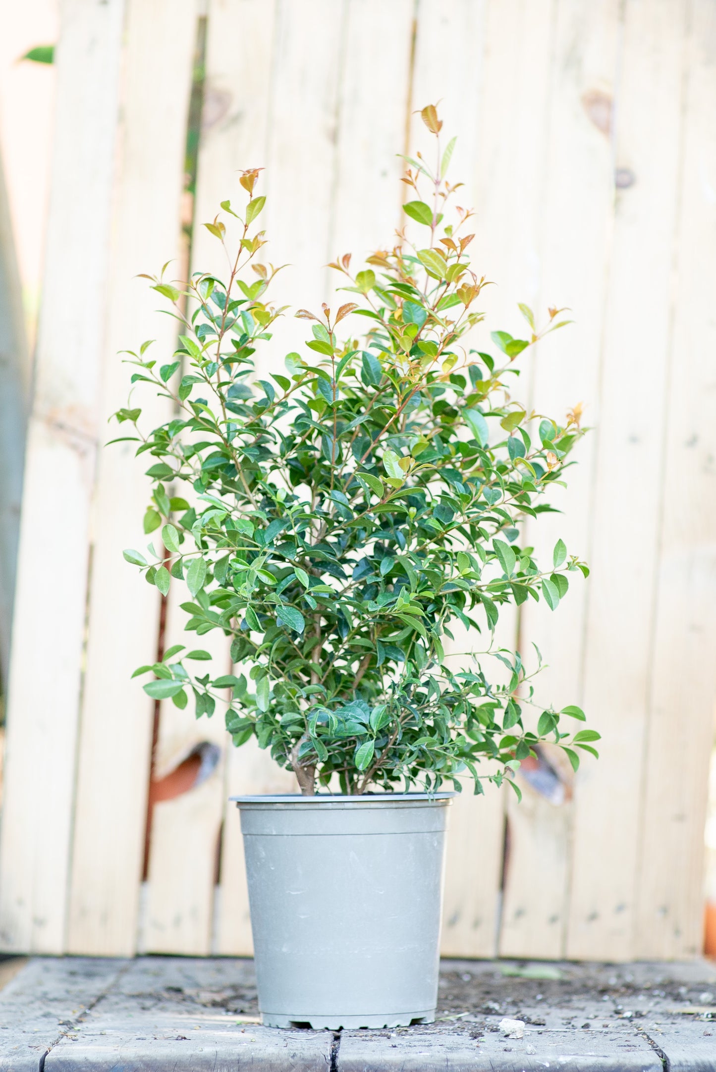 Eugenia Myrtifolia