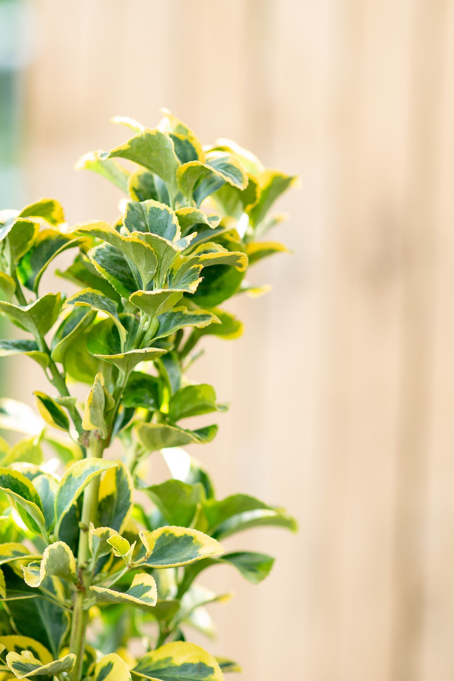 Euonymus Aurea