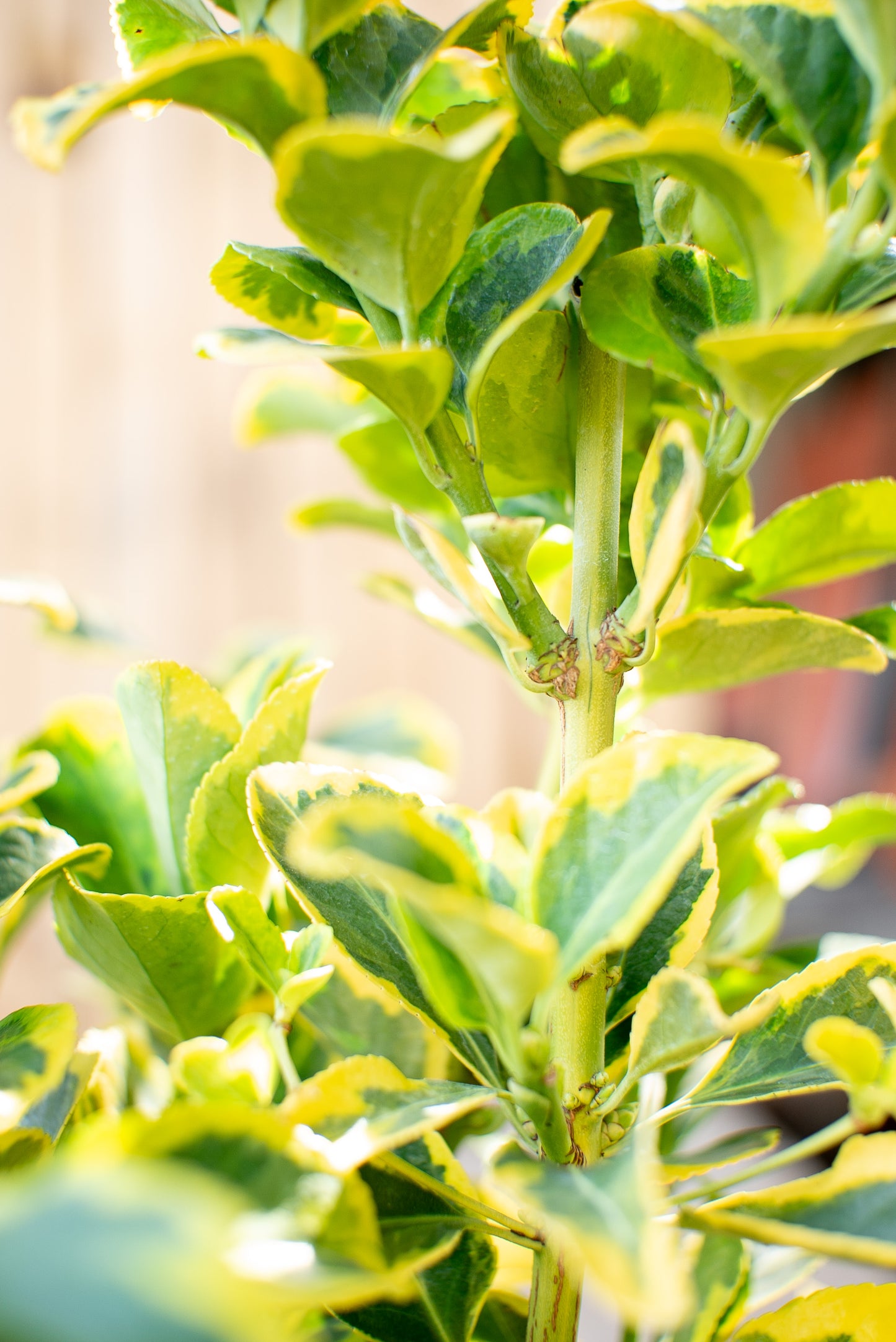 Euonymus Aurea