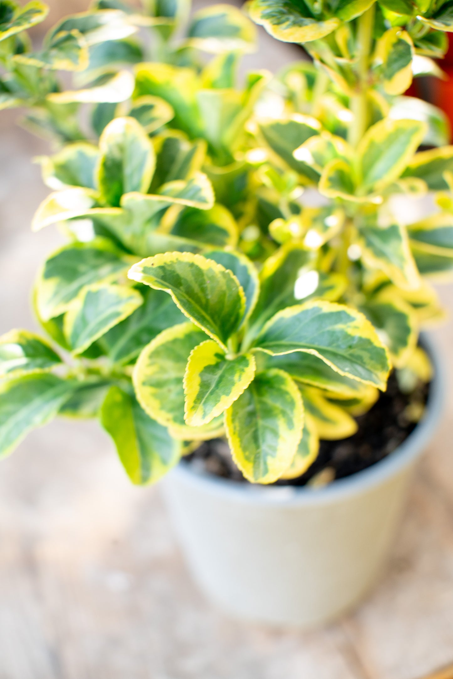 Euonymus Aurea