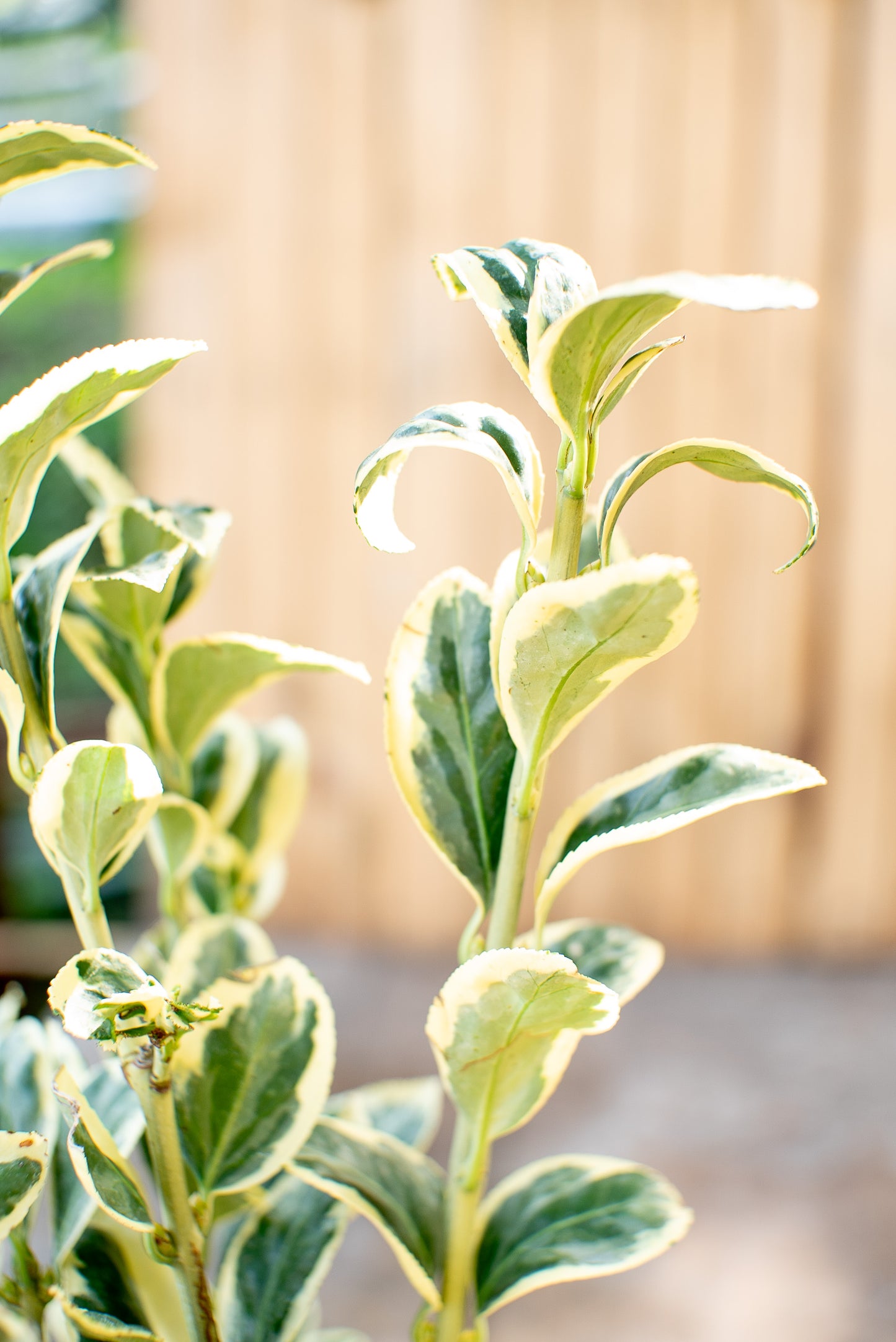 Euonymus Bravo