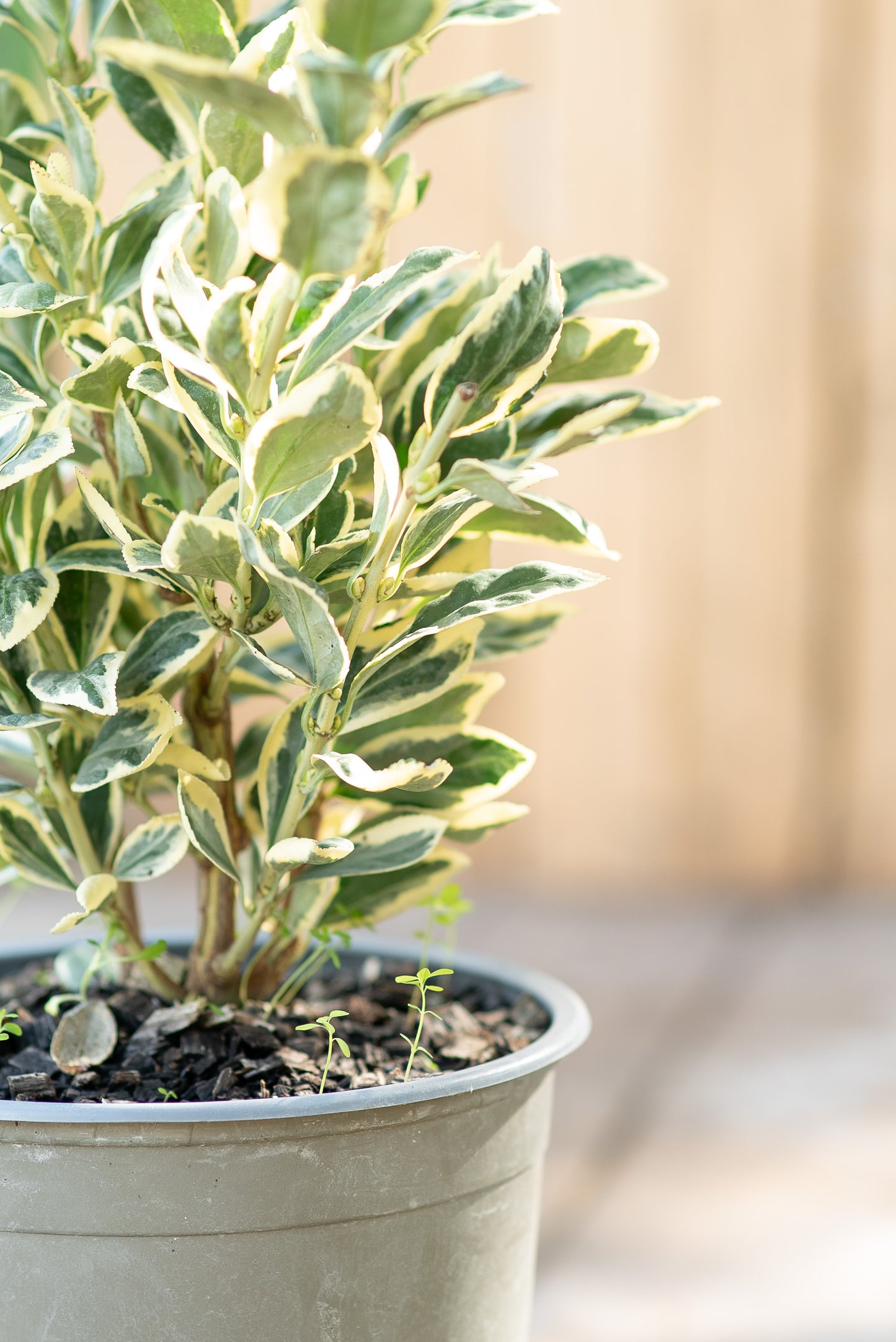 Euonymus Bravo