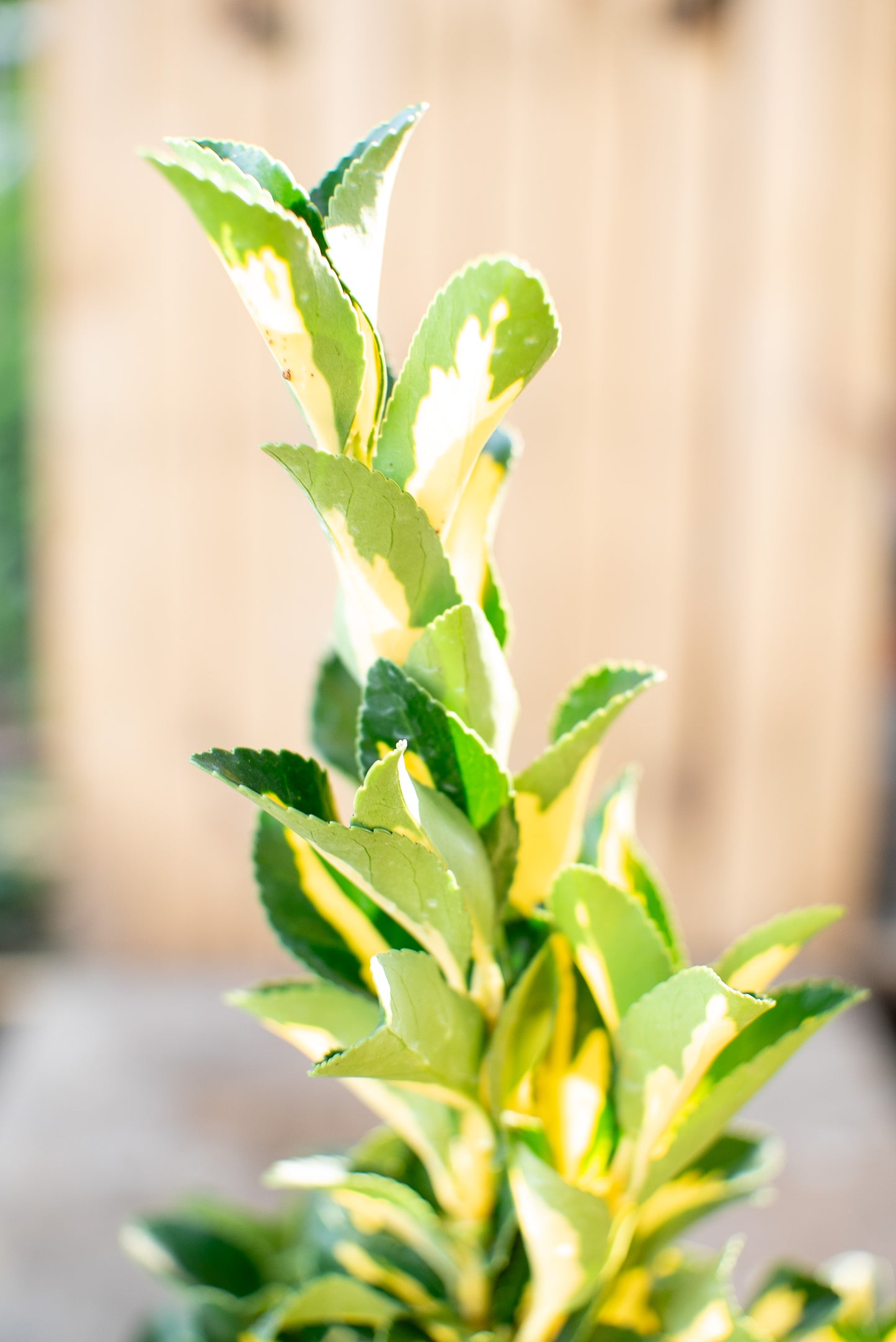 Euonymus Livornese