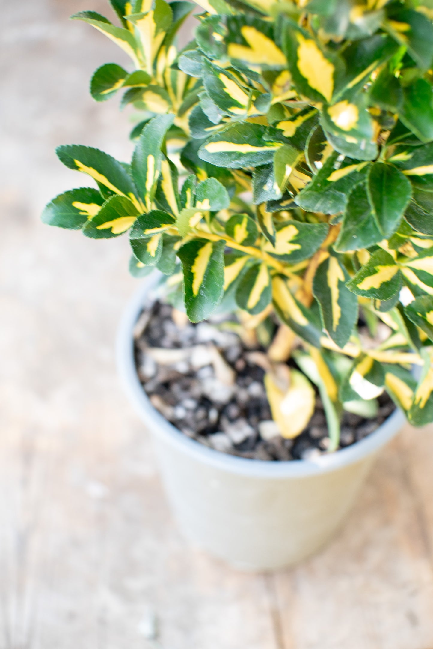 Euonymus Livornese