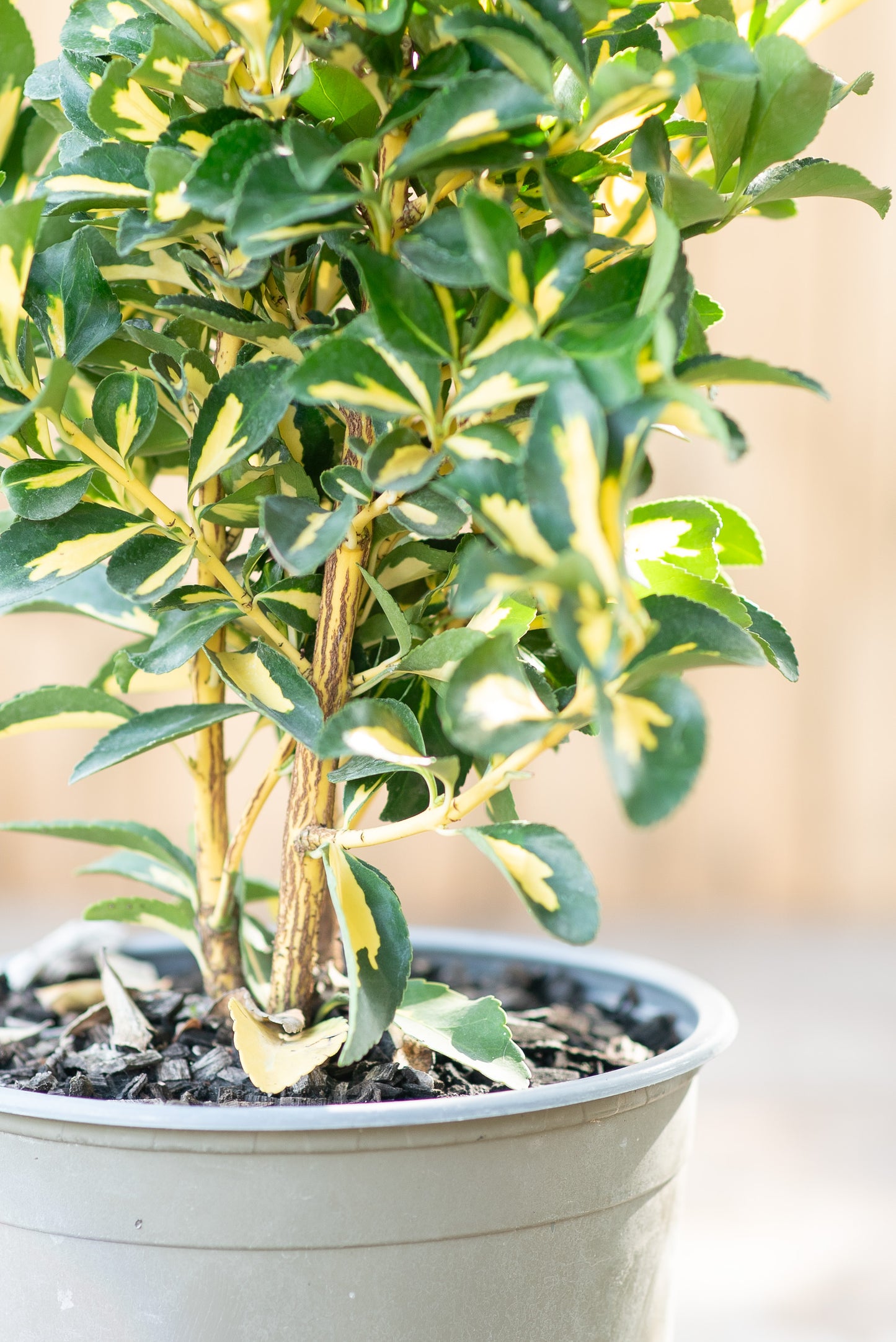 Euonymus Livornese