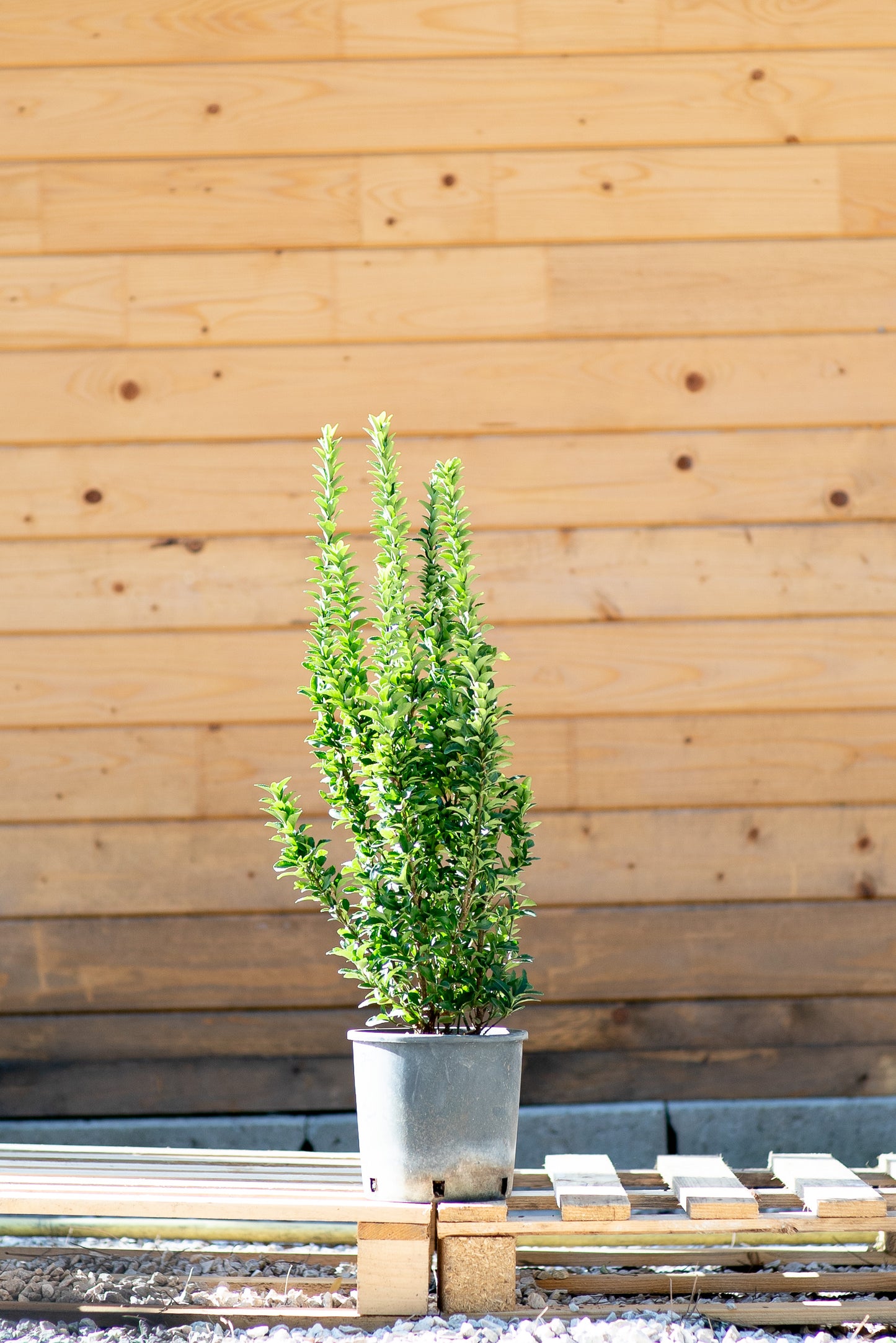 Euonymus Benkomasaki