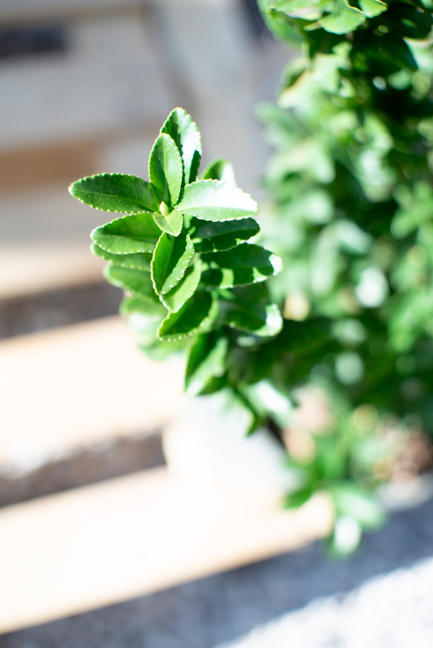 Euonymus Benkomasaki