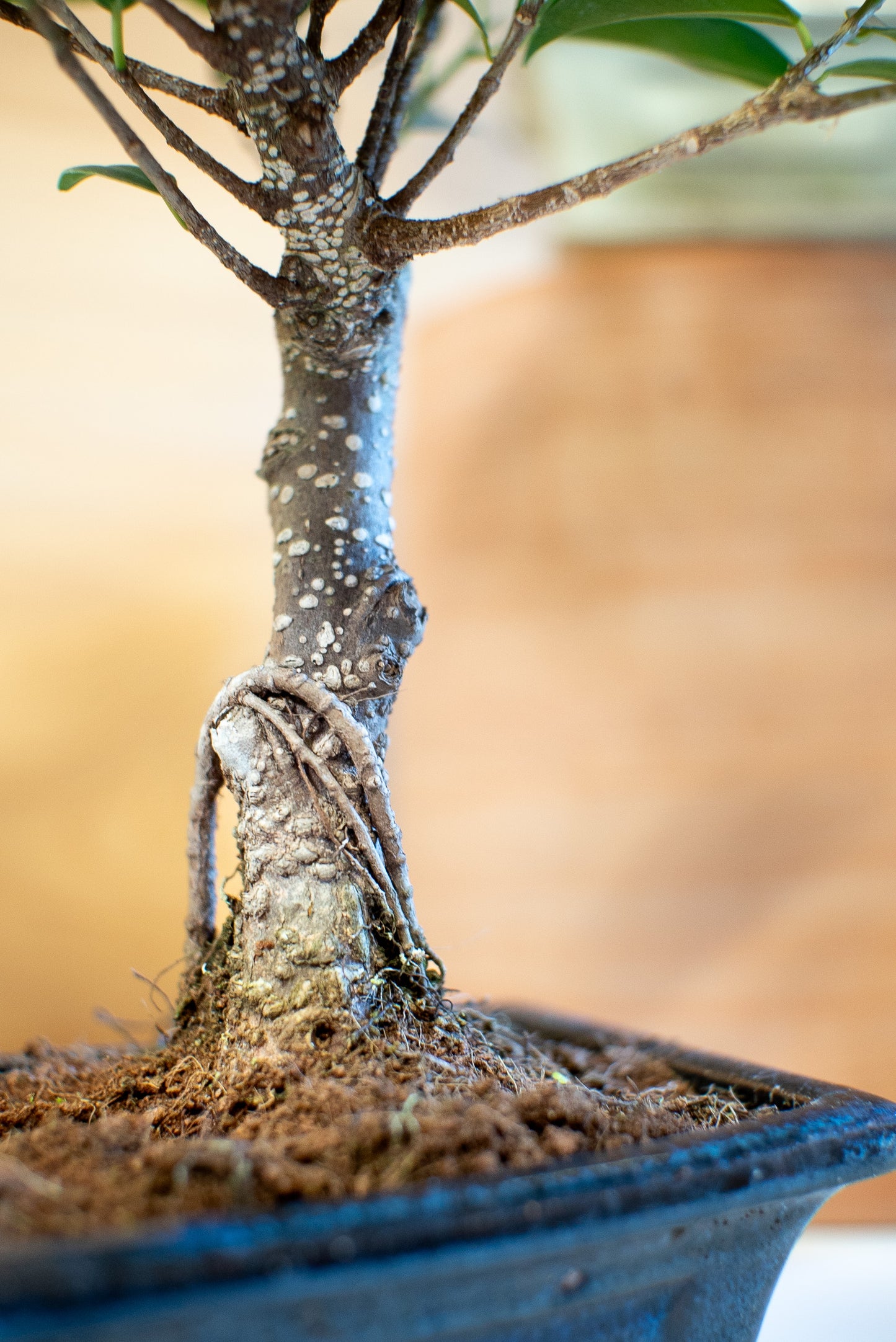 Ficus Retusa