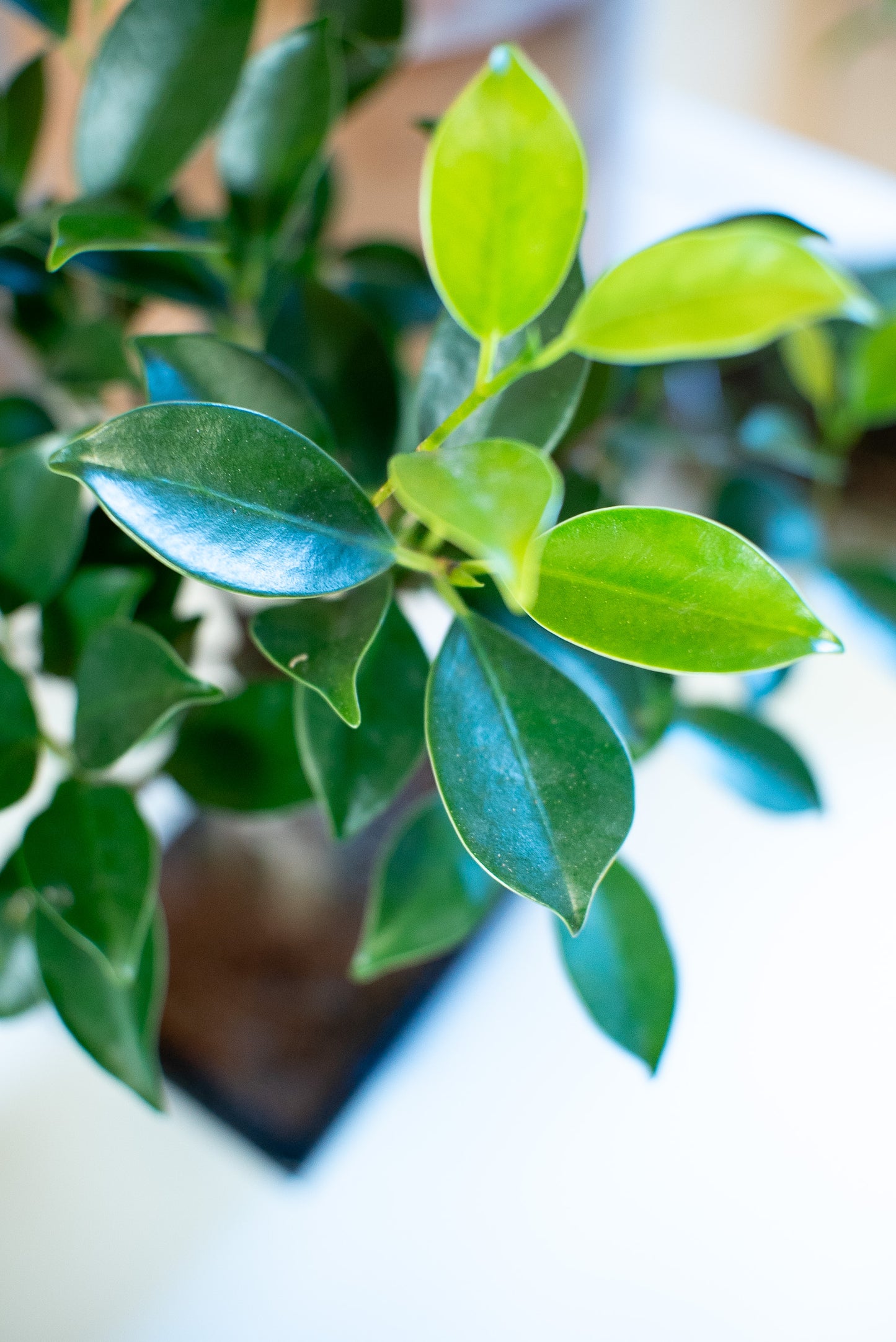 Ficus Retusa
