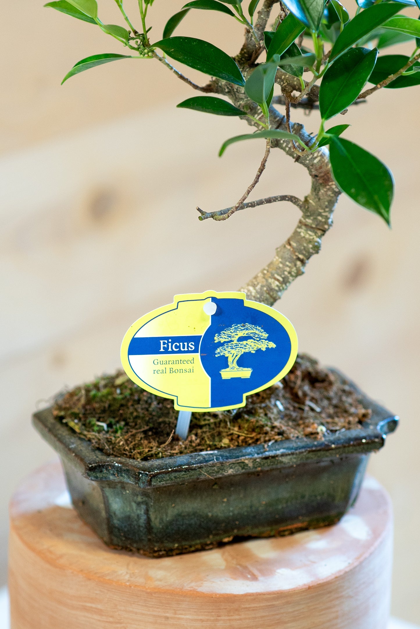 Ficus Retusa