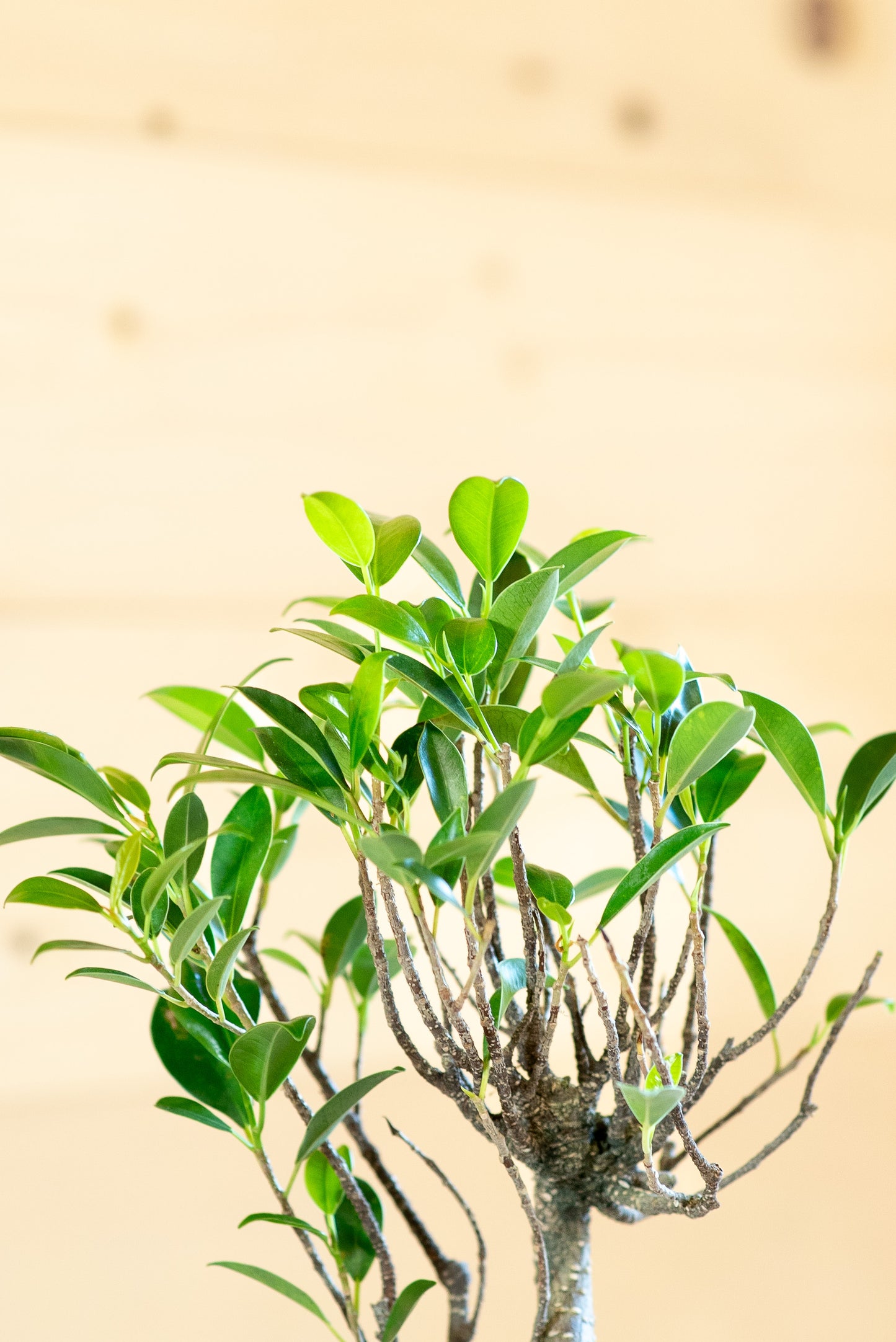 Ficus Retusa