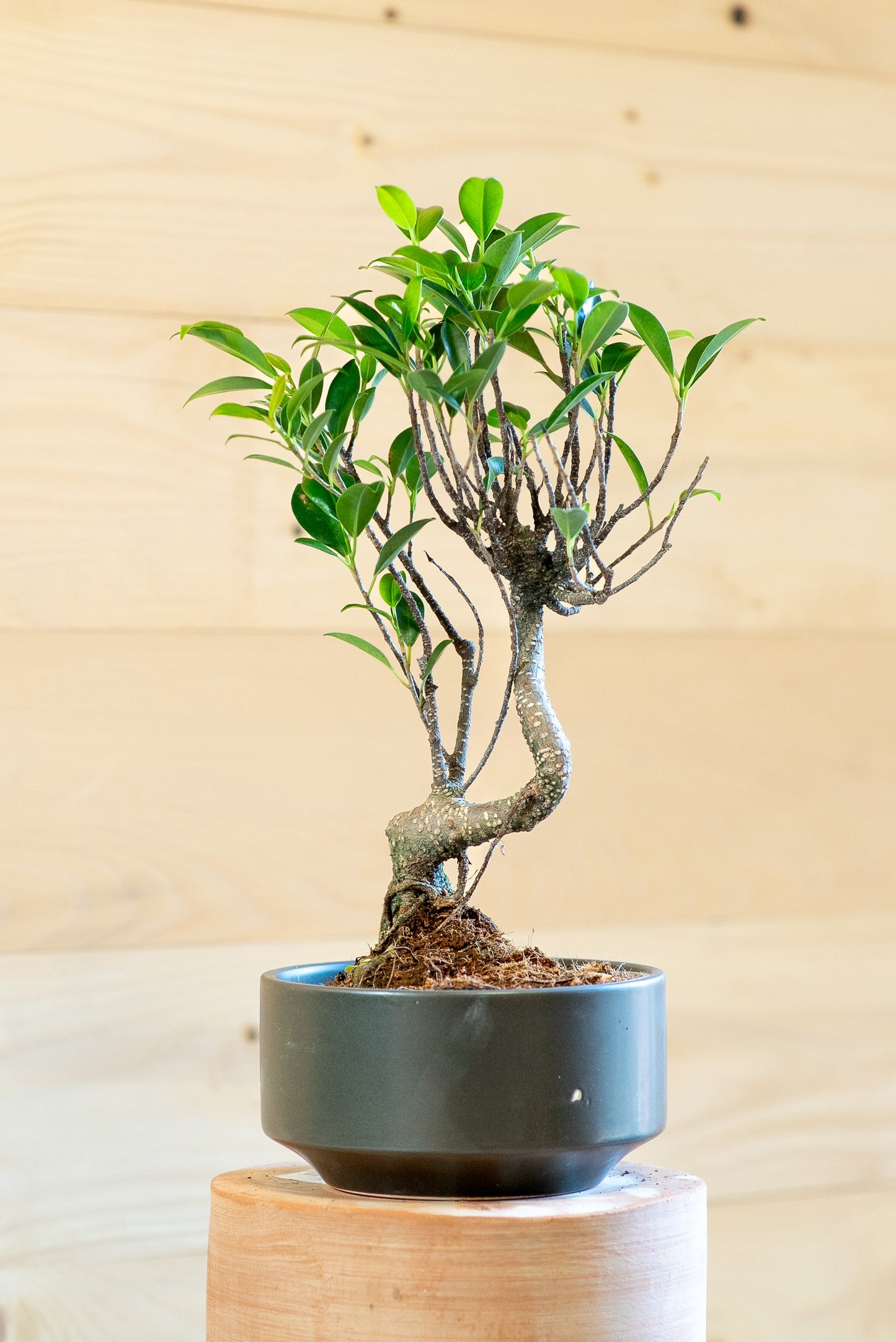 Ficus Retusa