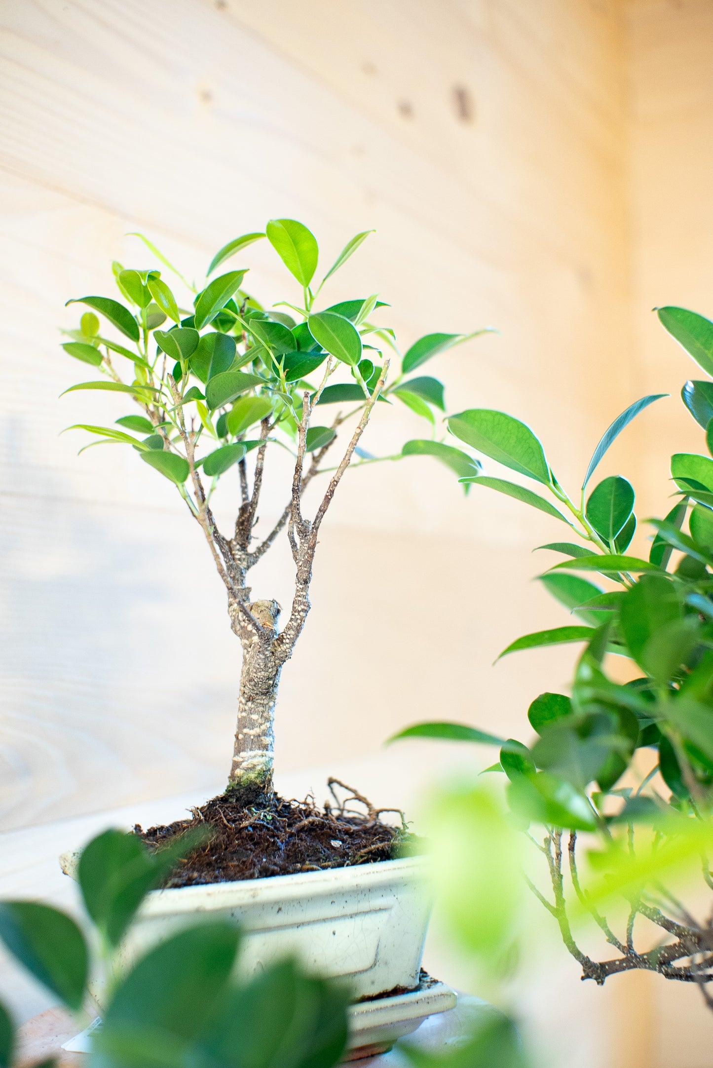Ficus Retusa