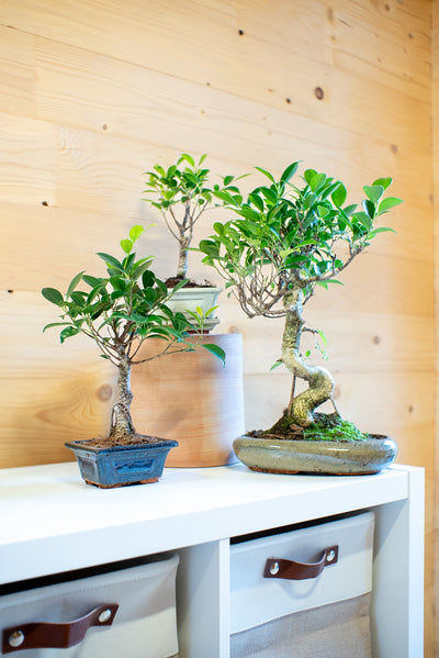 Ficus Retusa