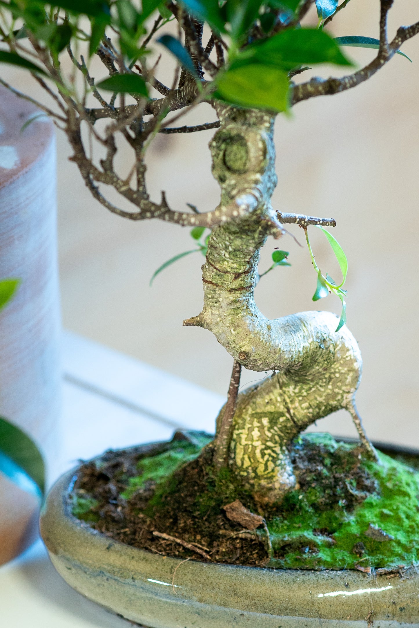 Ficus Retusa