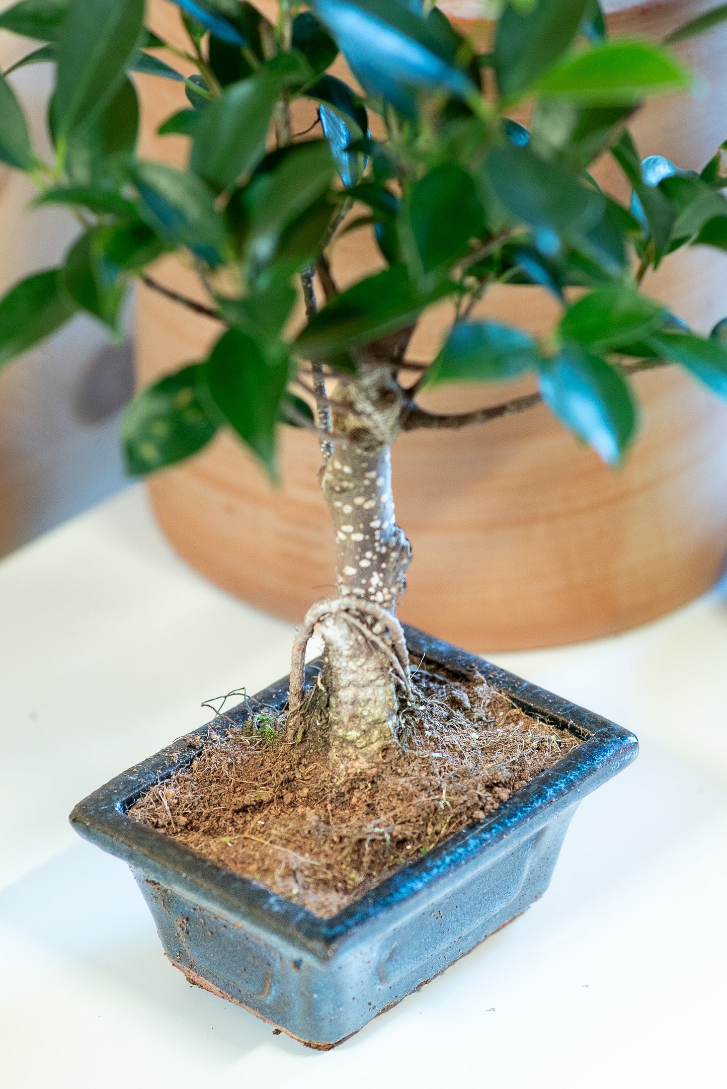 Ficus Retusa
