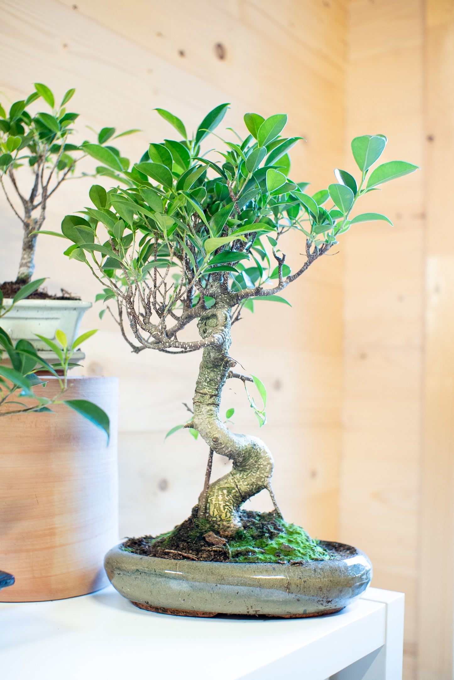 Ficus Retusa