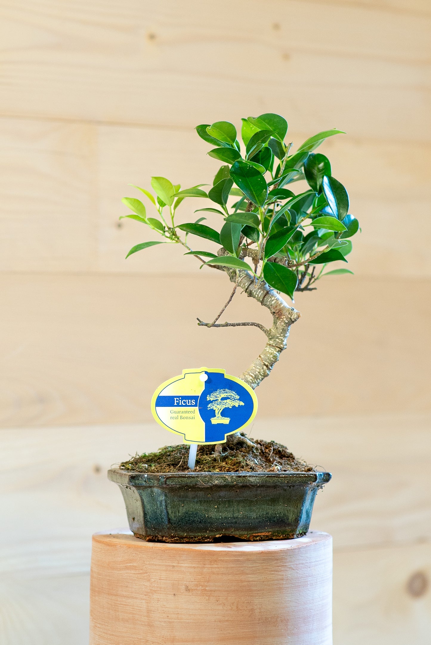 Ficus Retusa