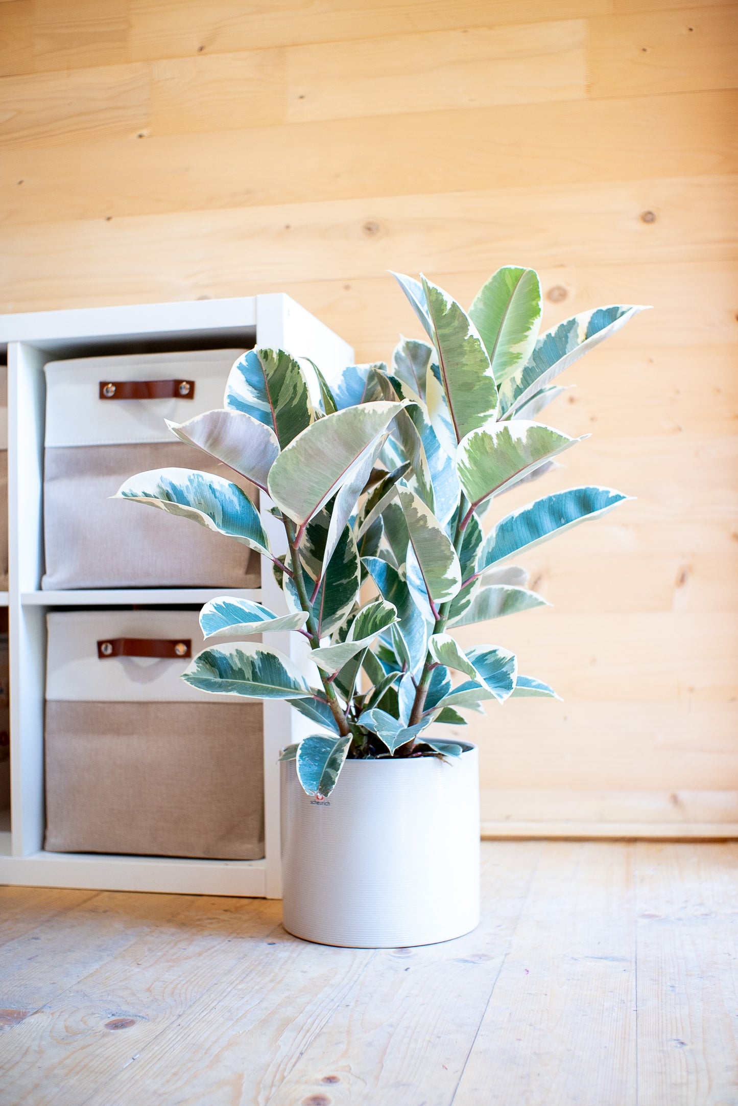 Ficus Elastica Tineke