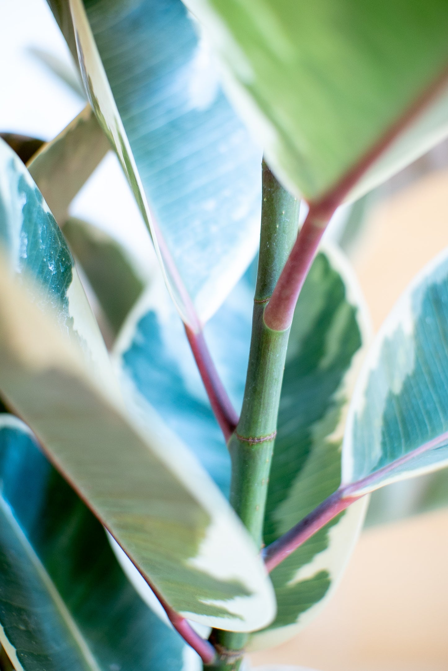 Ficus Elastica Tineke