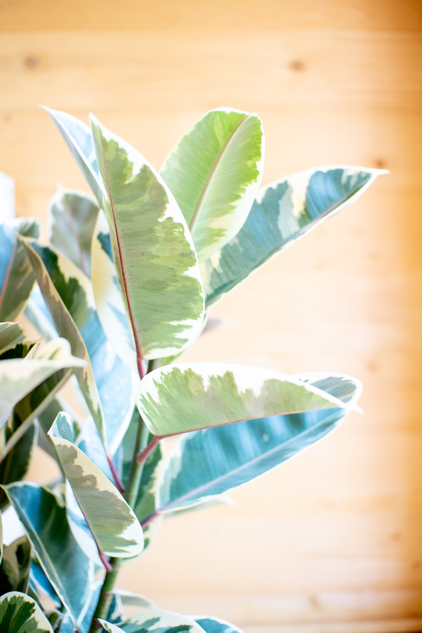Ficus Elastica Tineke