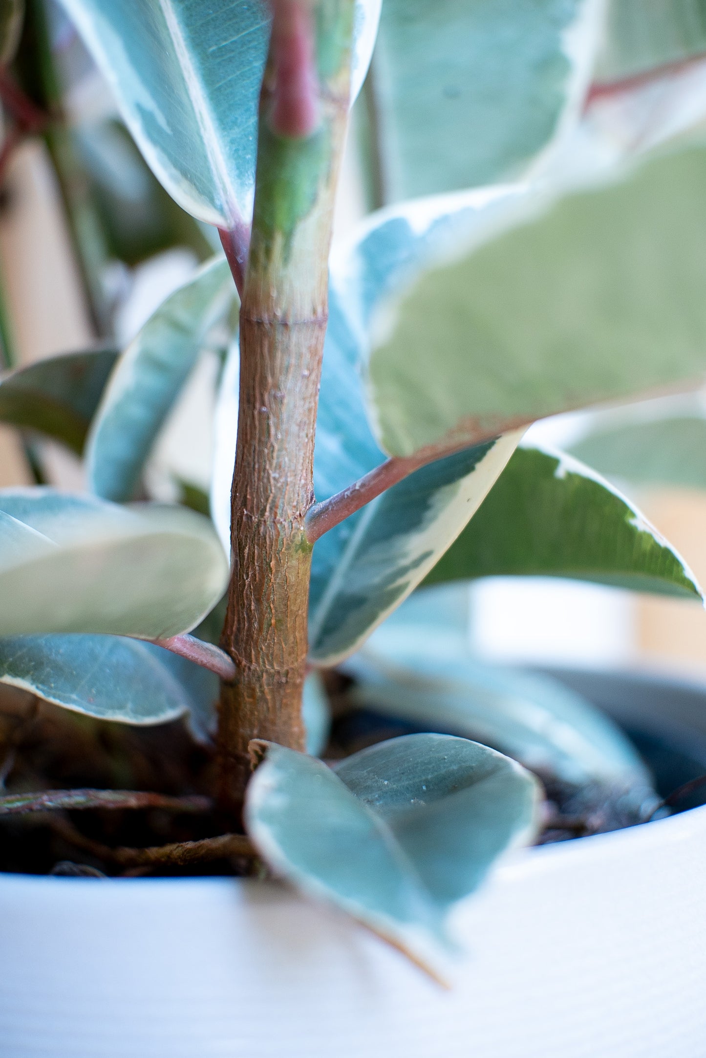 Ficus Elastica Tineke