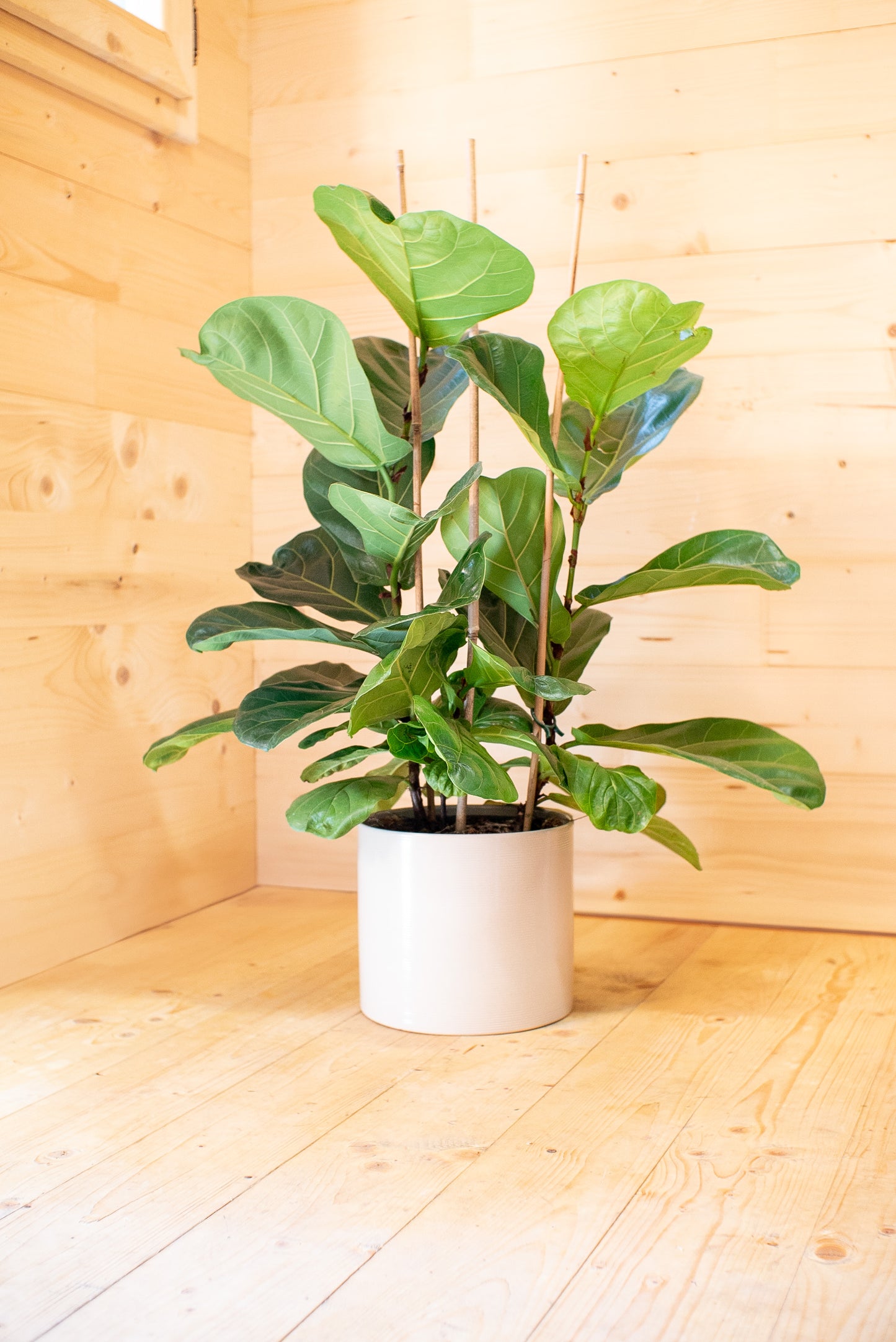 Ficus Lyrata