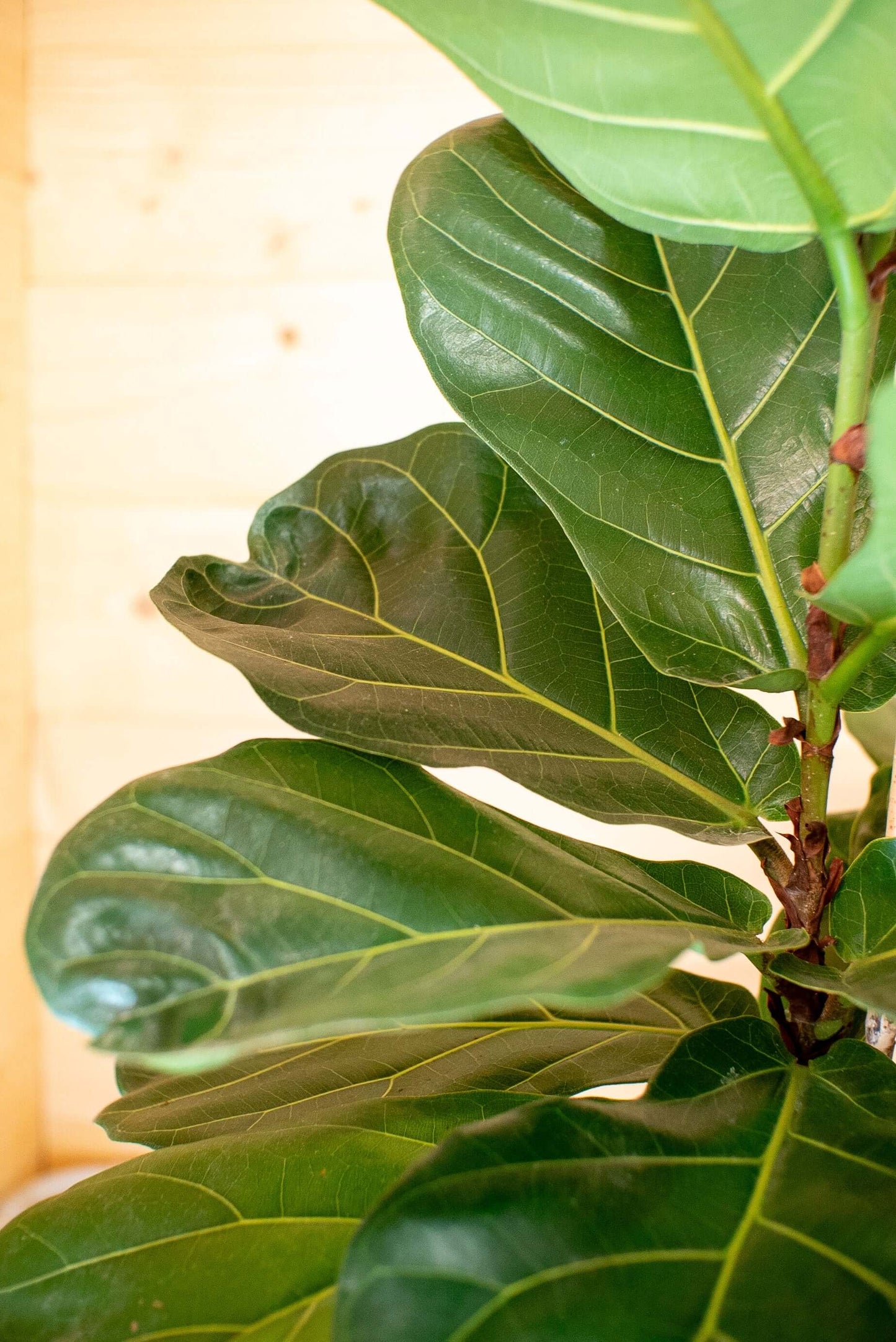 Ficus Lyrata