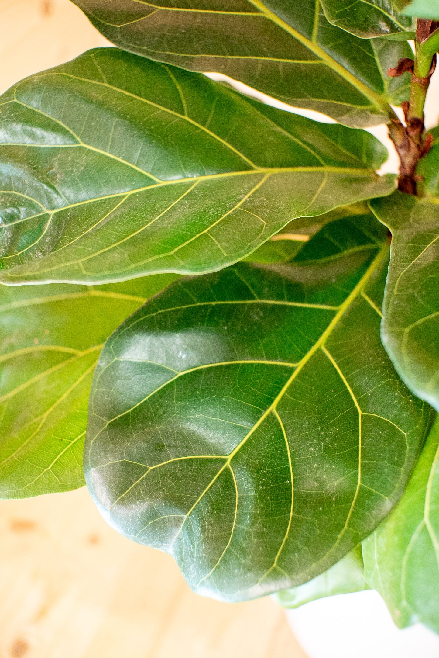 Ficus Lyrata