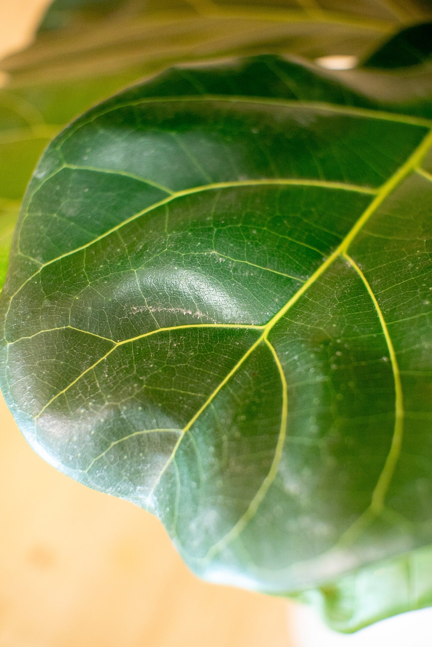 Ficus Lyrata