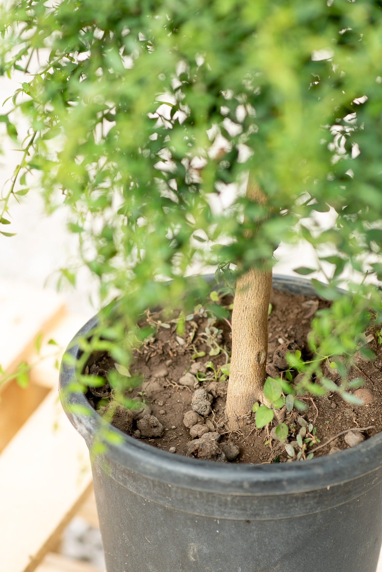 Finger lime