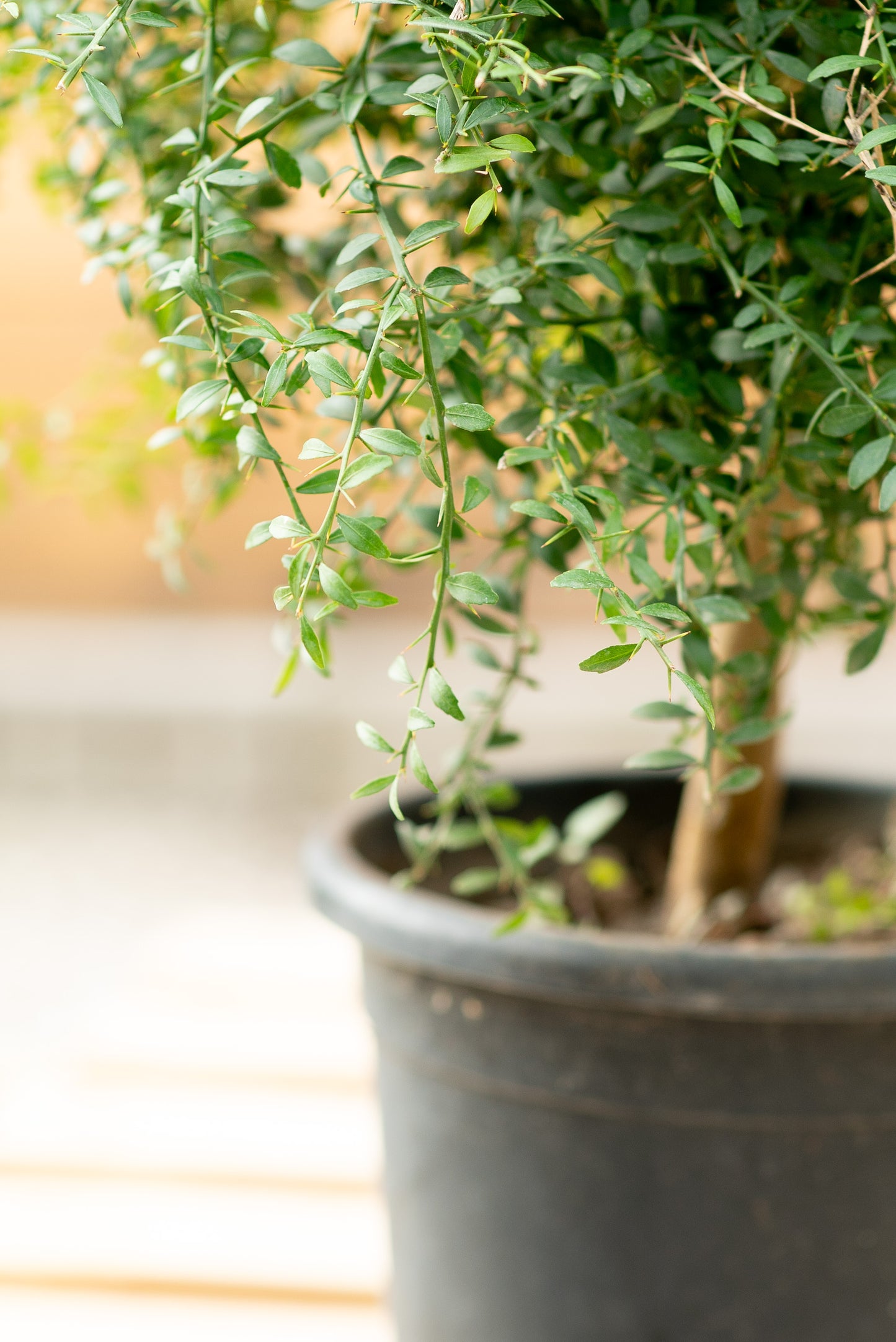 Finger lime