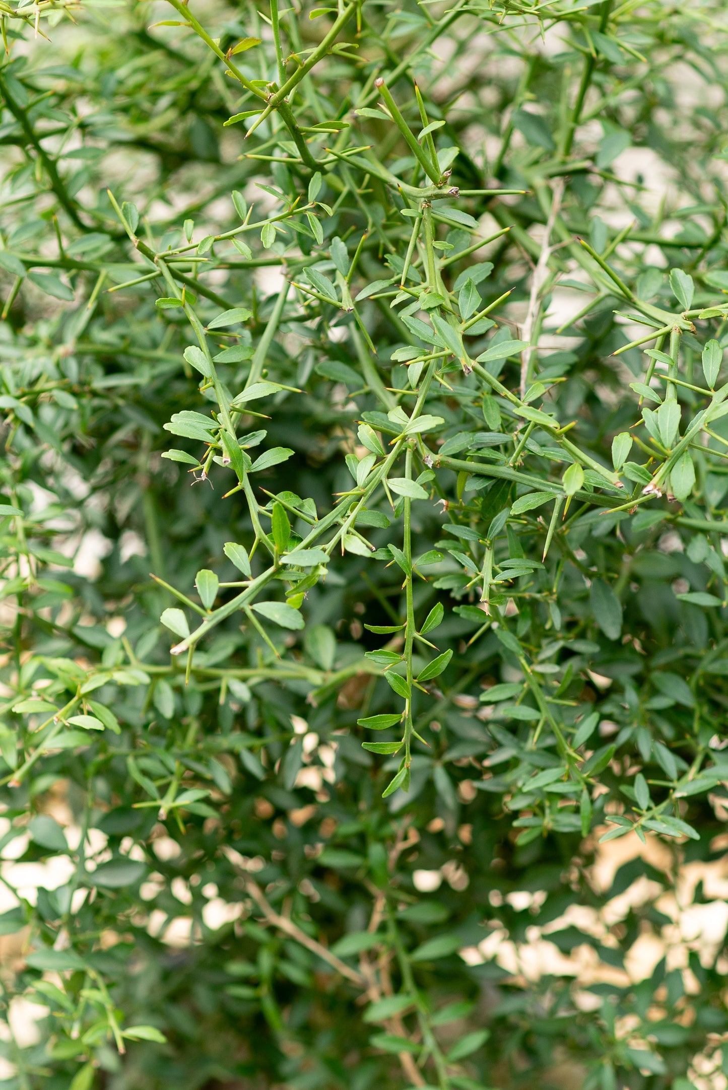 Finger lime