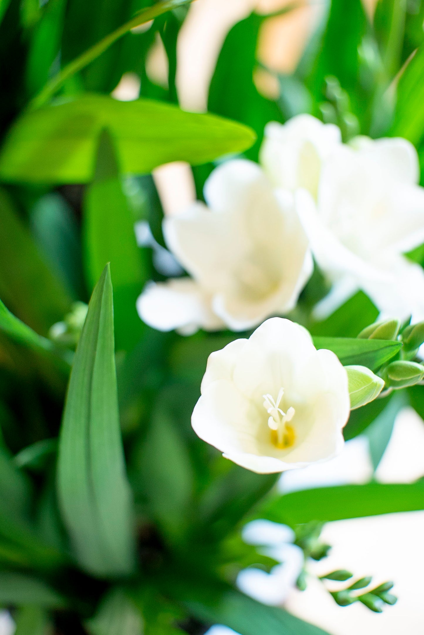 Fresia (Freesia)
