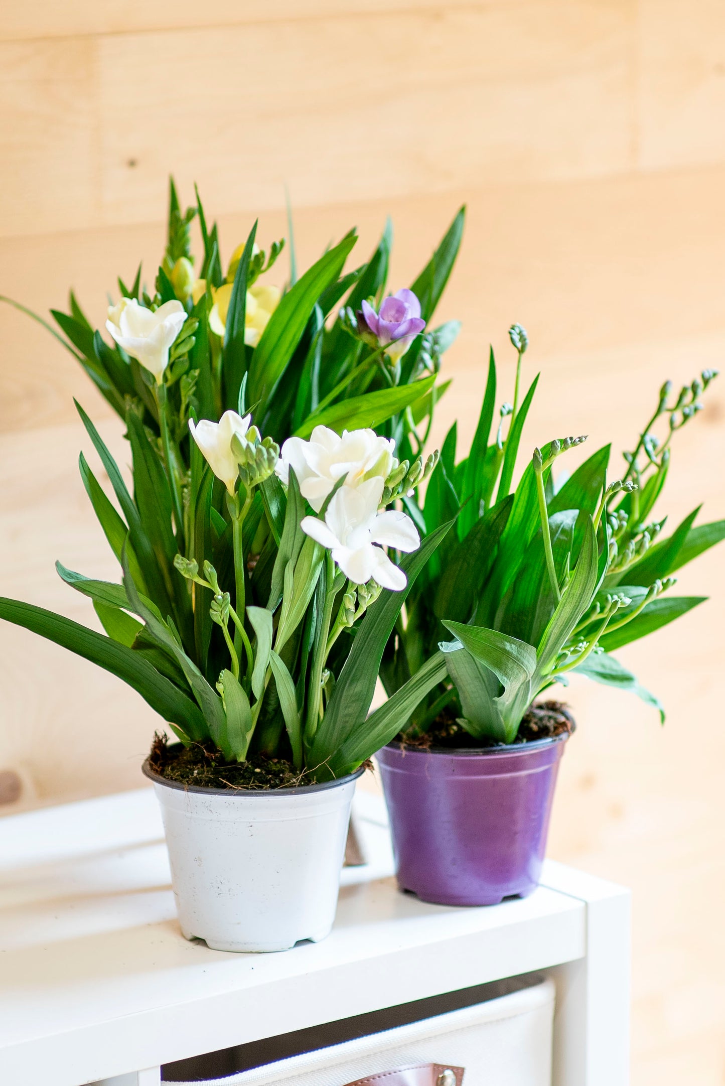 Fresia (Freesia)