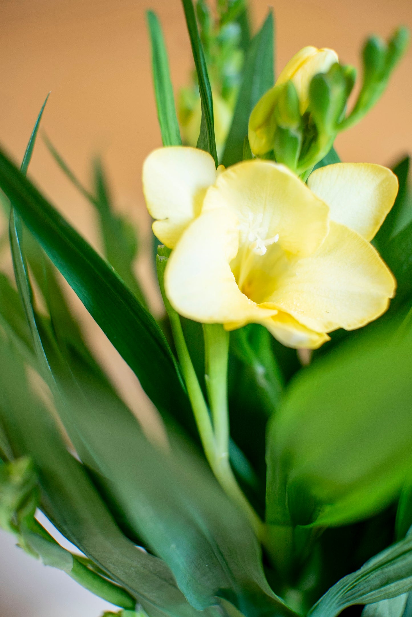 Fresia (Freesia)