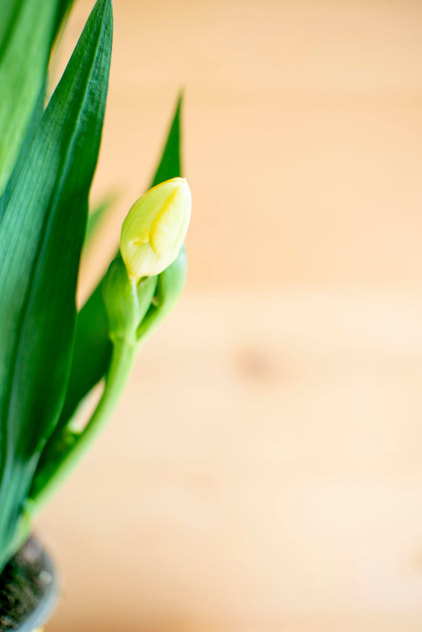 Fresia (Freesia)