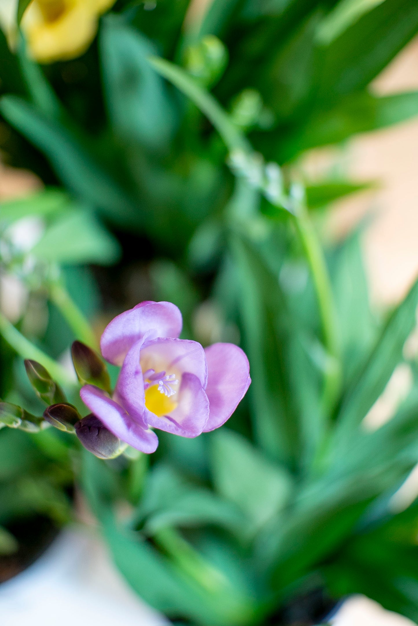 Fresia (Freesia)