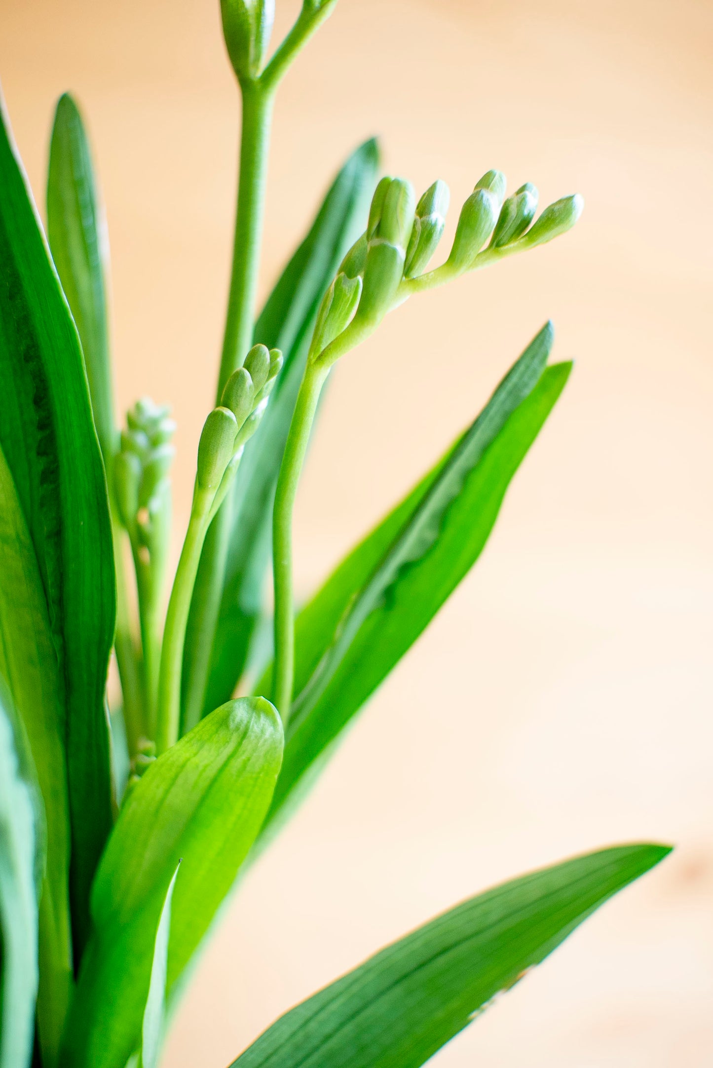 Fresia (Freesia)