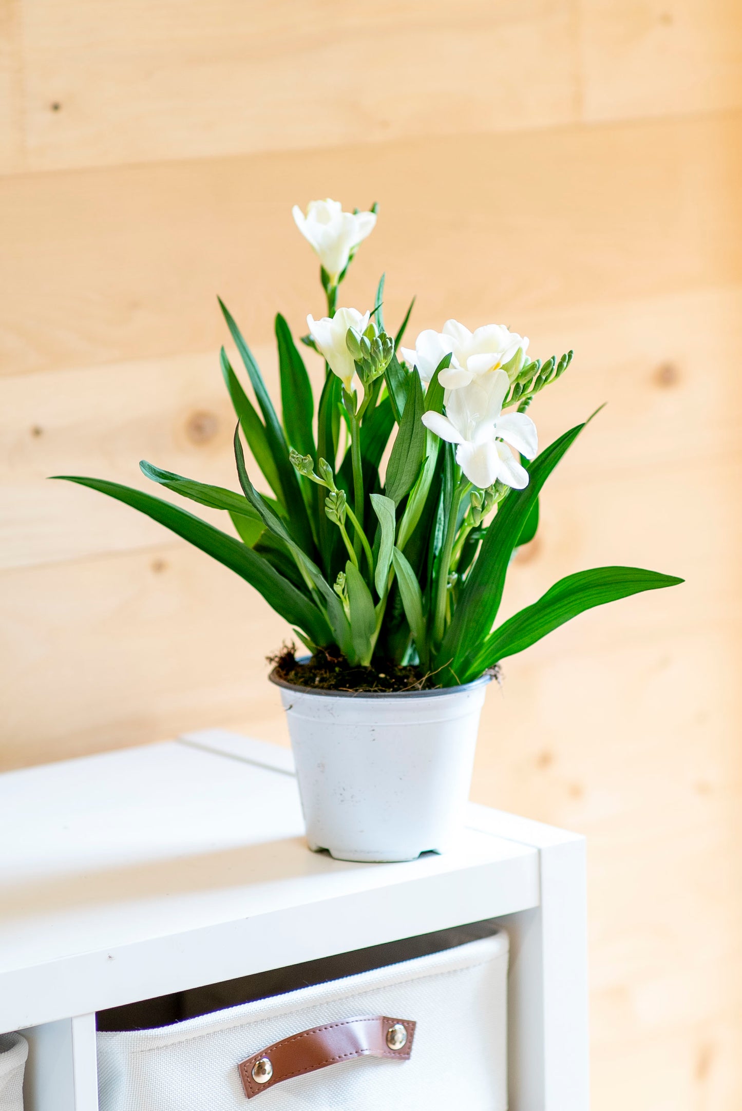 Fresia (Freesia)