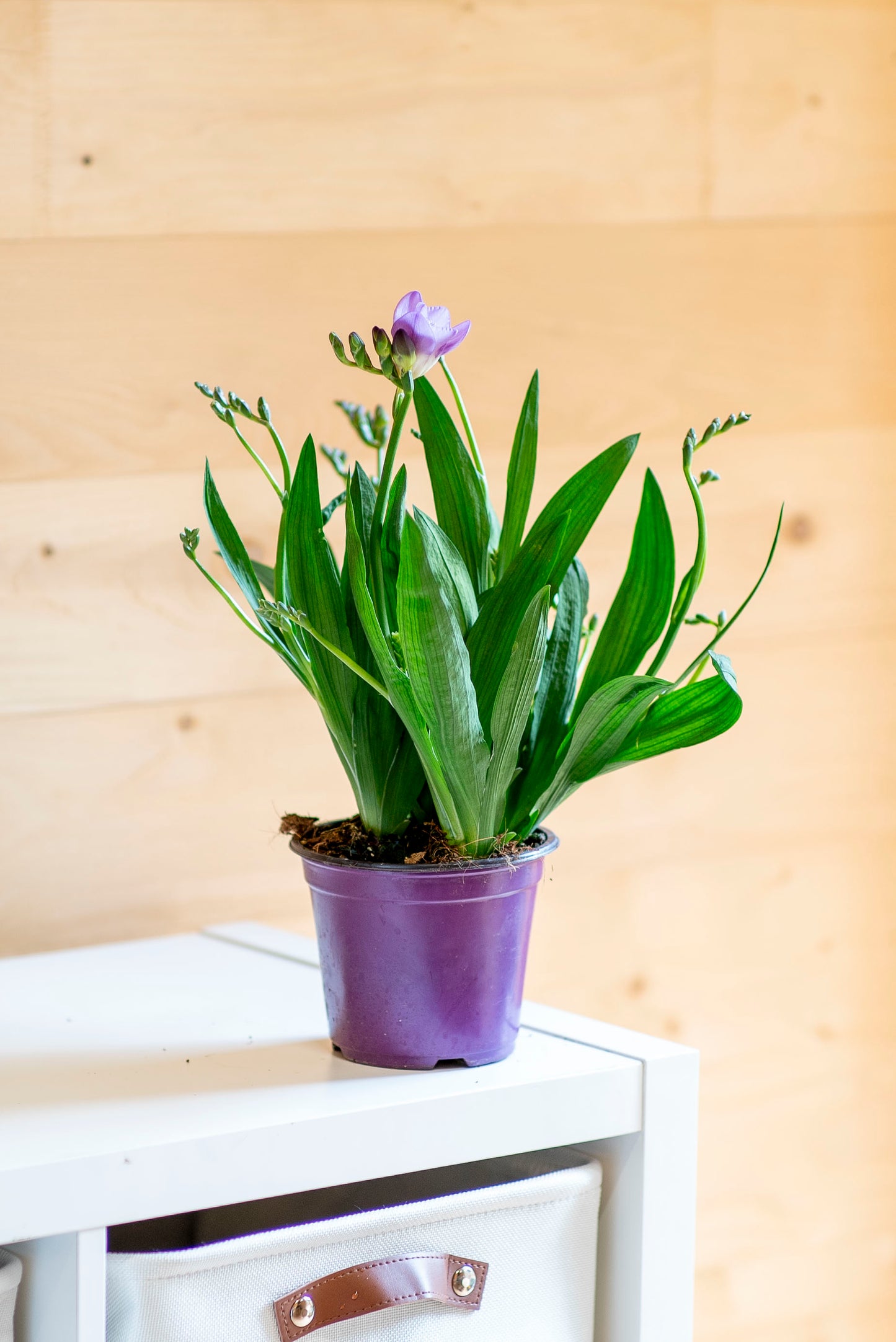 Fresia (Freesia)