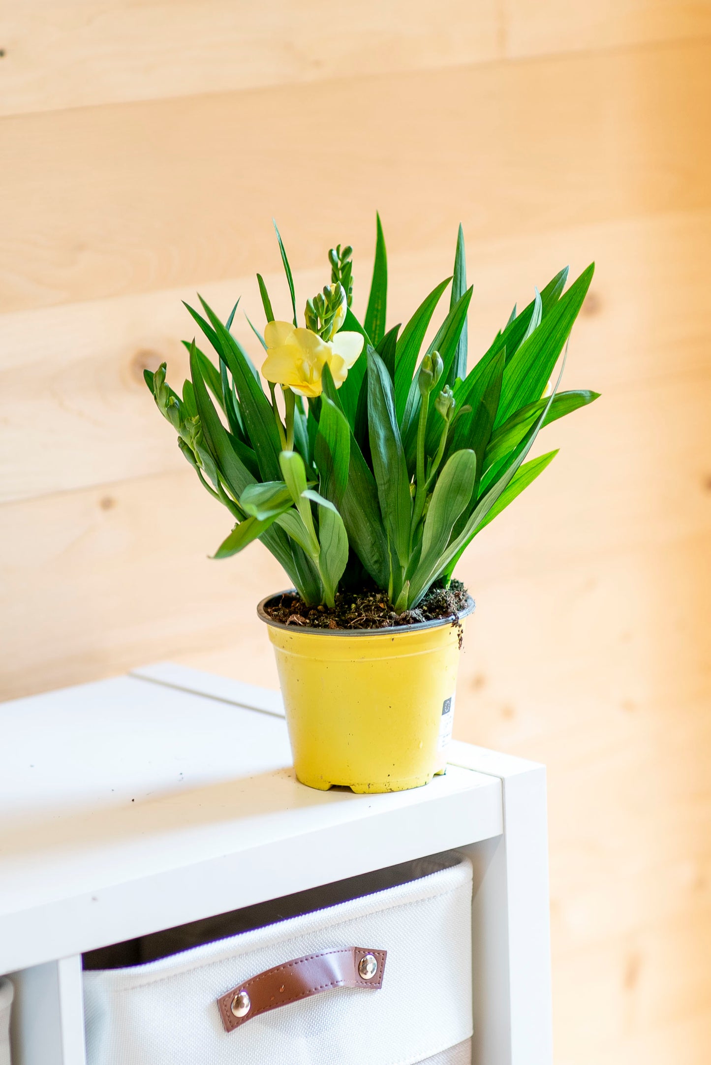 Fresia (Freesia)