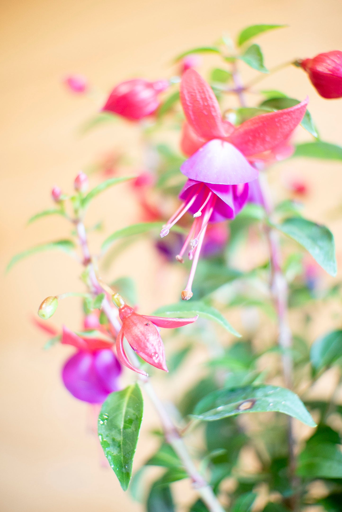 Fucsia (Fuchsia)